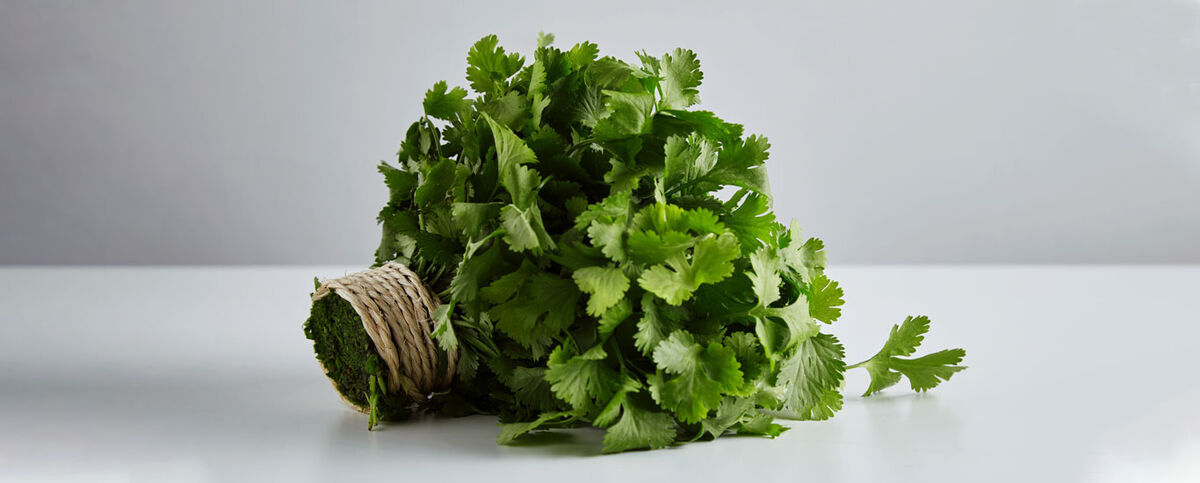 خواص گشنیز
