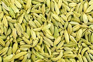 معرفی و خواص درمانی و دارویی رازیانه + طبع و موارد منع مصرف 