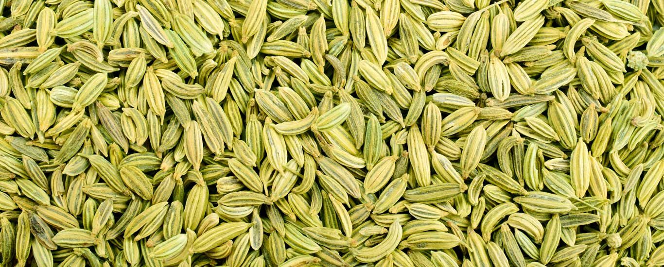 معرفی و خواص درمانی و دارویی رازیانه + طبع و موارد منع مصرف 