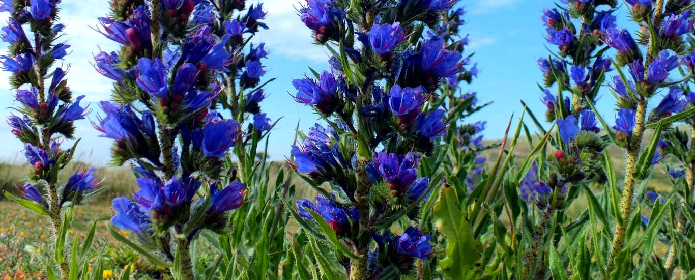 خواص درمانی گل گاو زبان از نظر طب سنتی + طبع و نحوه مصرف
