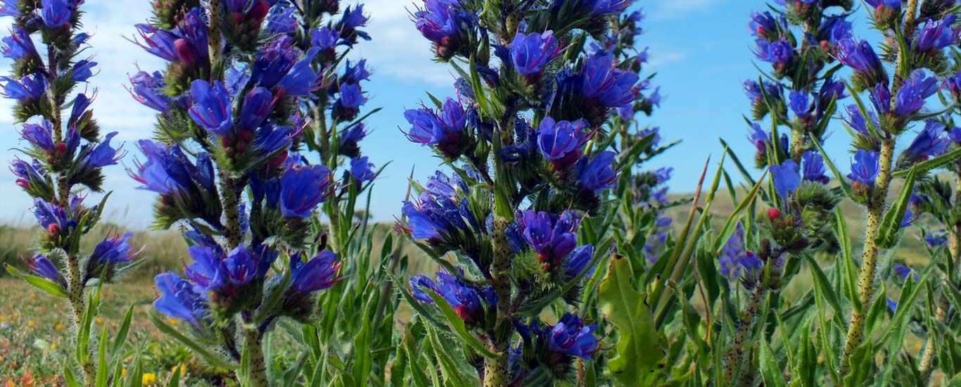 خواص درمانی گل گاو زبان از نظر طب سنتی + طبع و نحوه مصرف