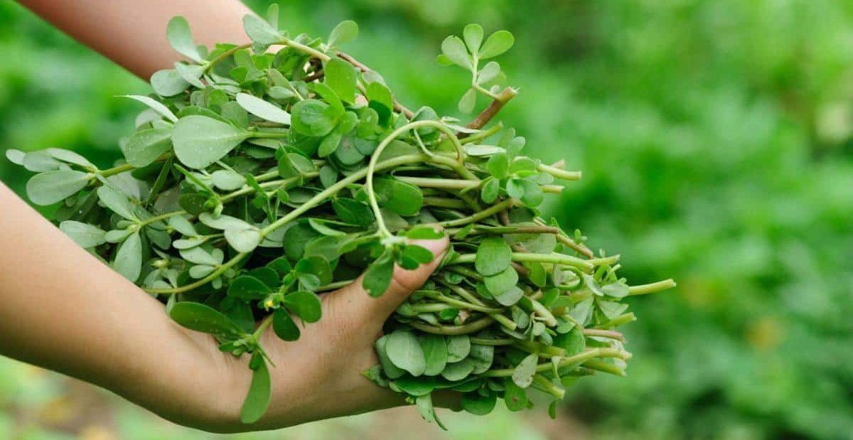 خرفه برای دیابت