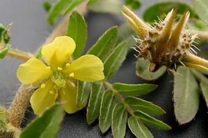 خواص درمانی سریع السیر عرق خارخاسک برای سنگ کلیه 