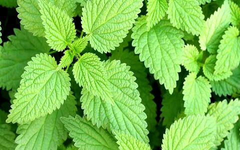 گزنه برای مردان چه خواصی دارد؟ + نحوه مصرف 