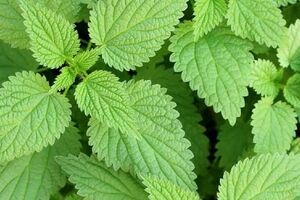 گزنه برای مردان چه خواصی دارد؟ + نحوه مصرف 
