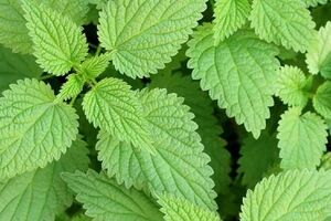 گزنه برای مردان چه خواصی دارد؟ + نحوه مصرف 