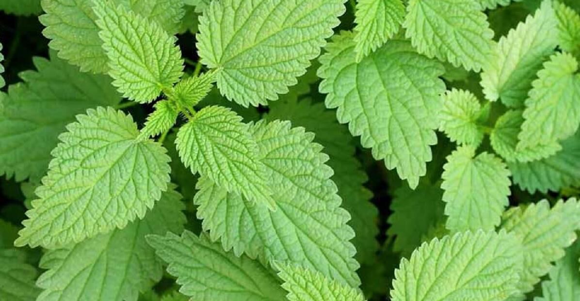 گزنه برای مردان چه خواصی دارد؟ + نحوه مصرف 