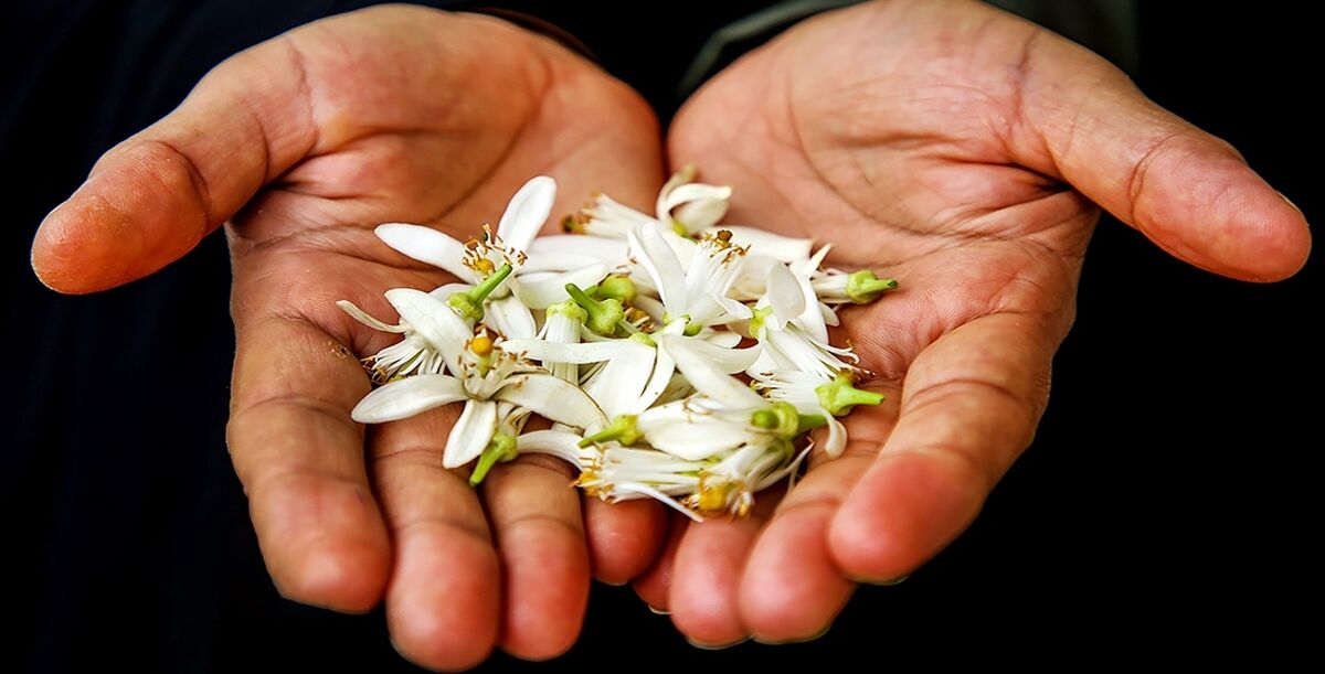 عرق بهار نارنج برای لاغری