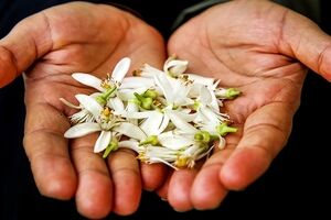عرق بهار نارنج رو چجوری بخوریم تا لاغر شیم؟