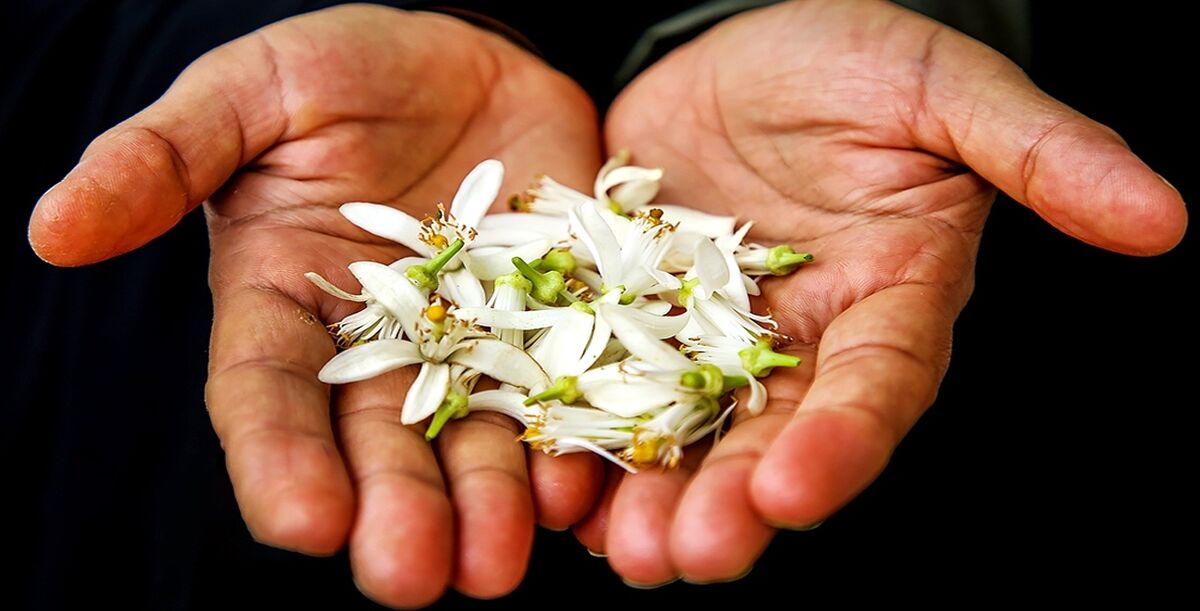 عرق بهار نارنج برای لاغری
