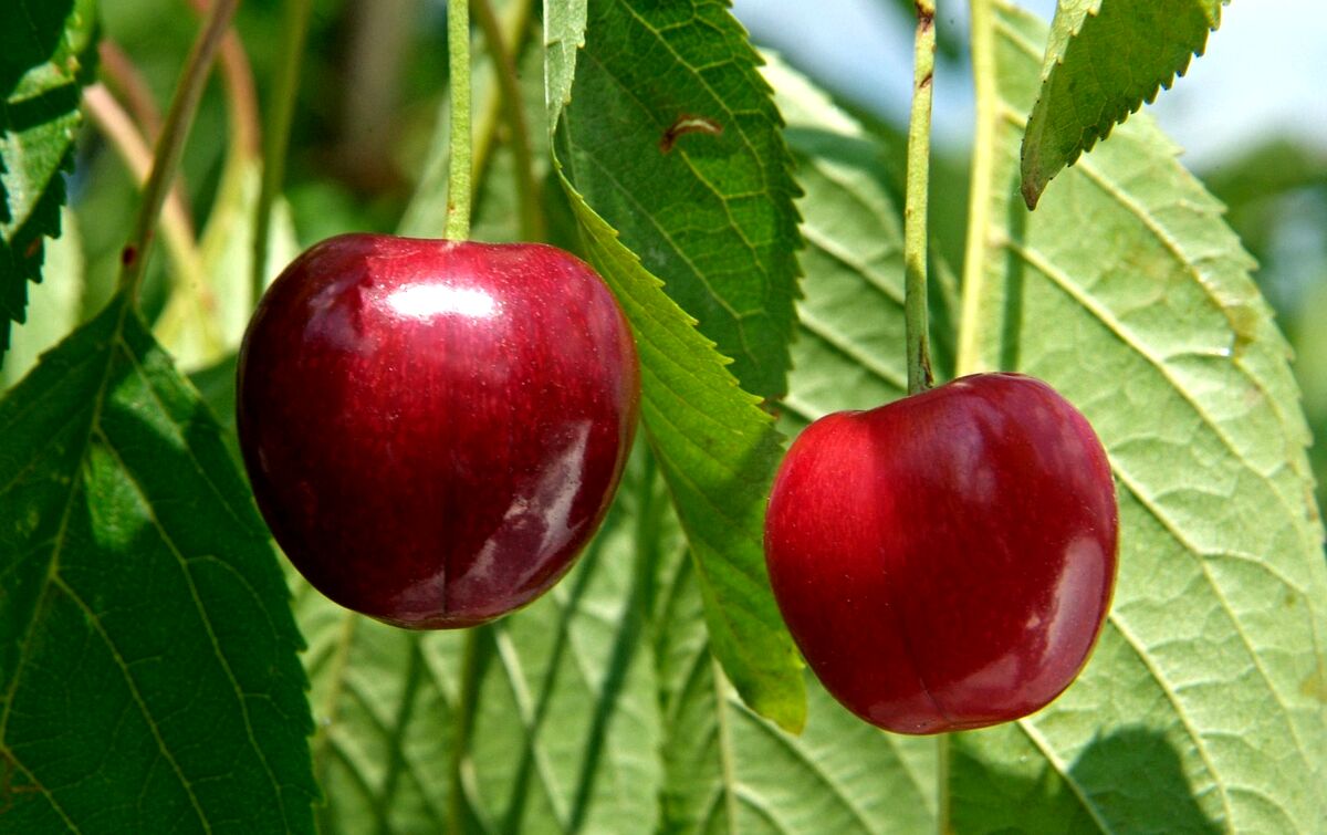 خواص گیلاس
