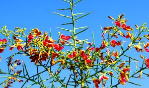 عرق خارشتر؛ قوی ترین آنتی بیوتیک توصیه شده در طب سنتی + فواید