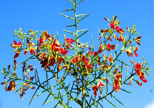 عرق خارشتر؛ قوی ترین آنتی بیوتیک توصیه شده در طب سنتی + فواید