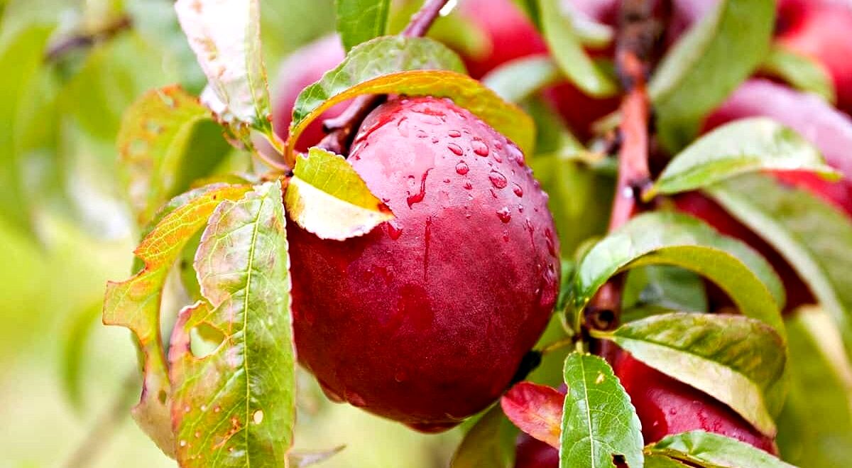 شلیل برای پوست 