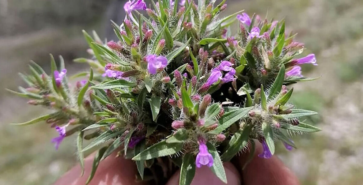 عرق کاکوتی برای زنان