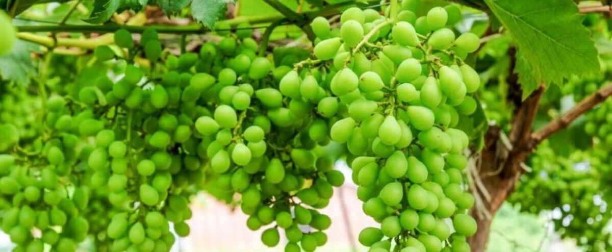 رب غوره