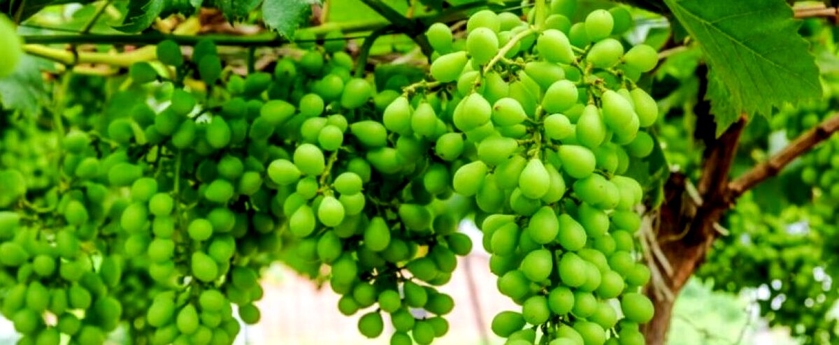 رب غوره