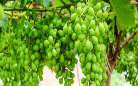 رب غوره رو درست کن تا محشرترین طعم رو به غذا بدی + طرز تهیه
