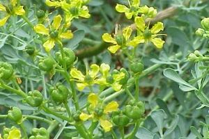 آشنایی با خواص دارویی گیاه سداب در طب سنتی 