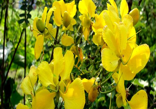 خواص بی نظیر درمانی برگ سنا در طب سنتی 