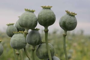 این گیاه دارویی می تونه اکثر بیماری ها رو درمان کنه 