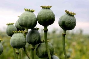این گیاه دارویی می تونه اکثر بیماری ها رو درمان کنه 