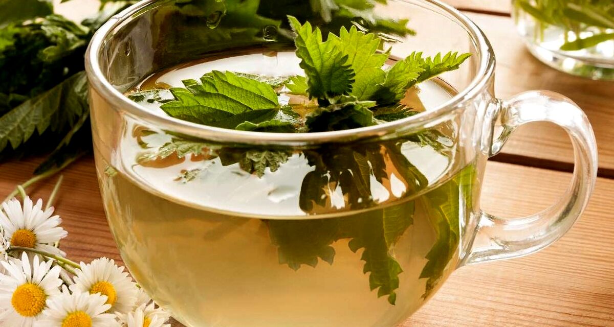 دمنوش گزنه