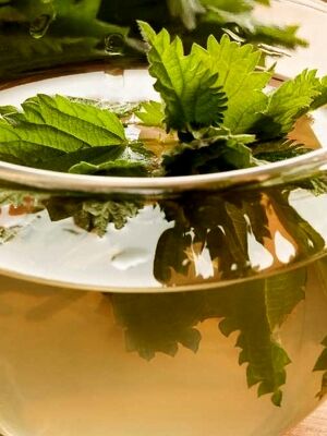 همه خواص دمنوش گزنه + طرز تهیه 