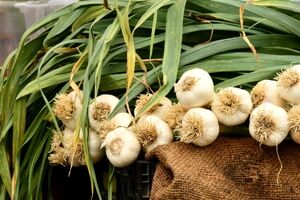 همه چیز درباره خواص برگ سیر و موارد مصرف آن + طبع و ارزش غذایی