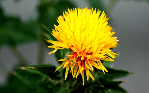 آشنایی با تمام خواص دارویی و درمانی گیاه گلرنگ + طبع 
