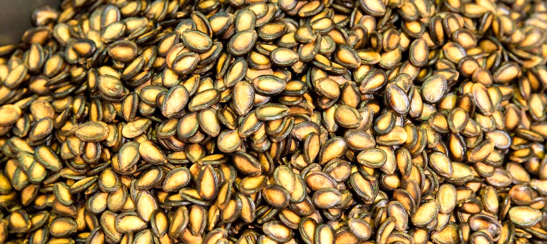 خواص تخم هندوانه برای خانم های باردار + نحوه مصرف