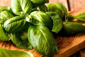 آشنایی کامل با ریحان؛ خواص و مضرات آن + شیوه مصرف 