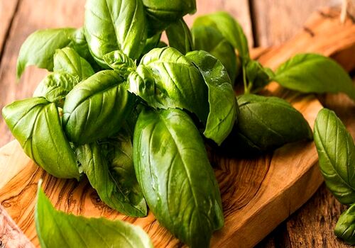 آشنایی کامل با ریحان؛ خواص و مضرات آن + شیوه مصرف 