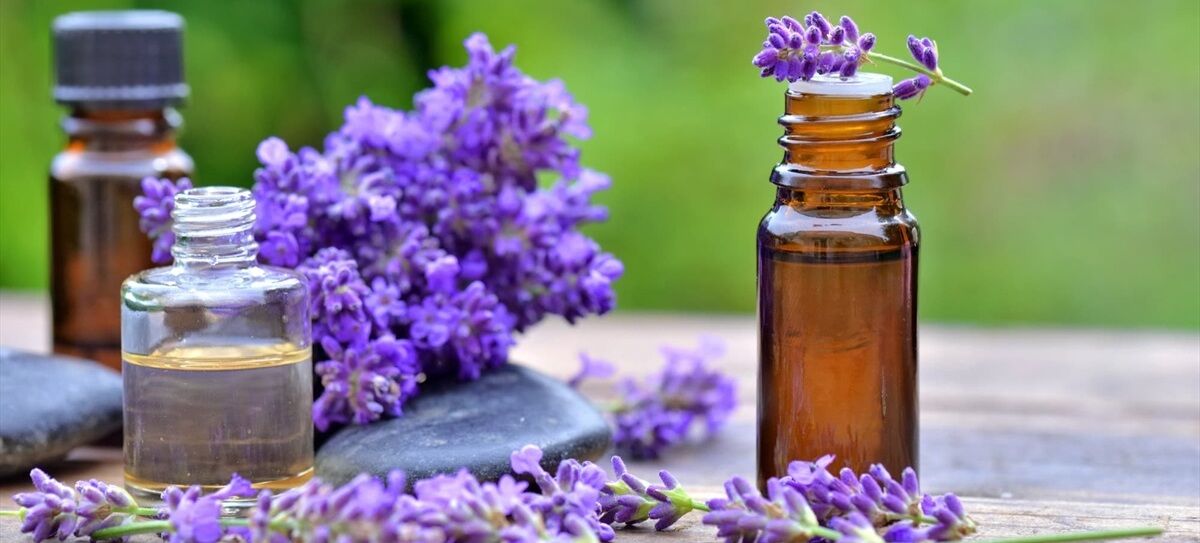 با کمک روغن اسطوخودوس به جنگ پشه ها برو 