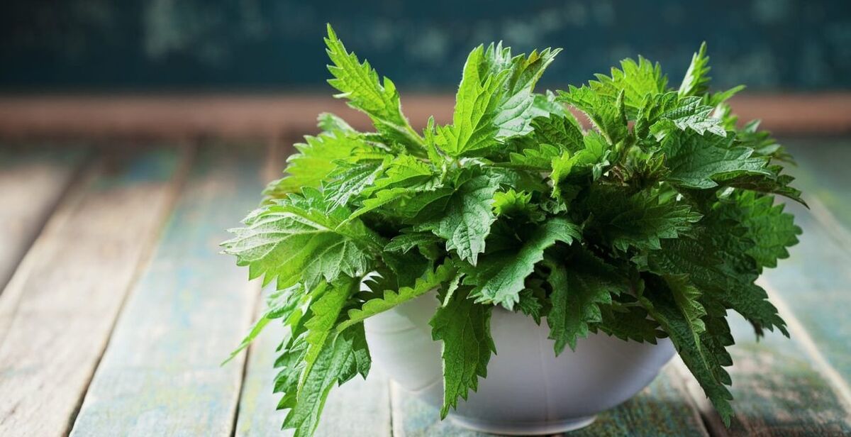خارش گزنه