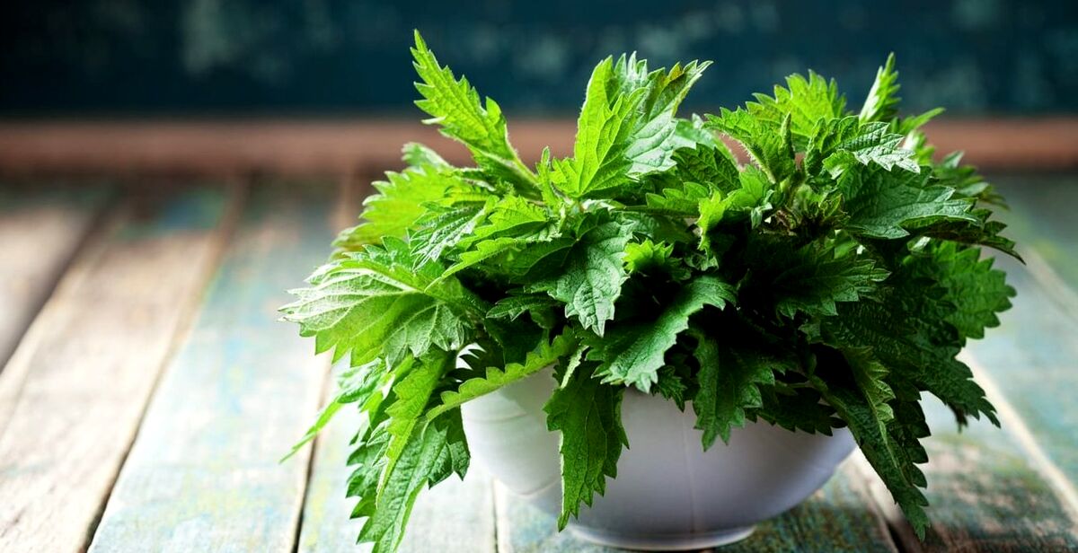 خارش گزنه