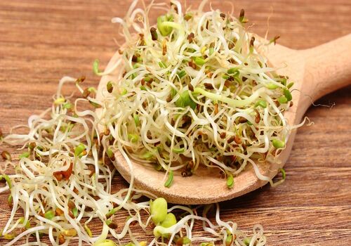 جوانه شبدر؛ کامل ترین منبع برای تامین مواد معدنی