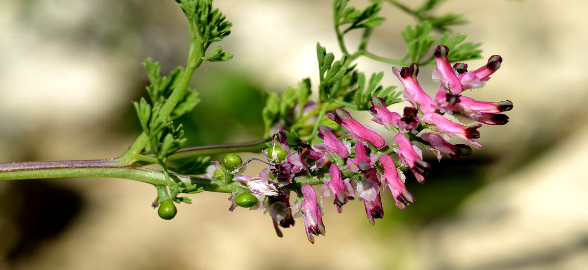 عرق شاتره برای پوست