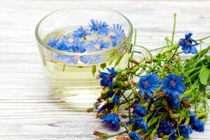 عرق کاسنی و صفر تا صد خواص درمانی آن  + طبع 