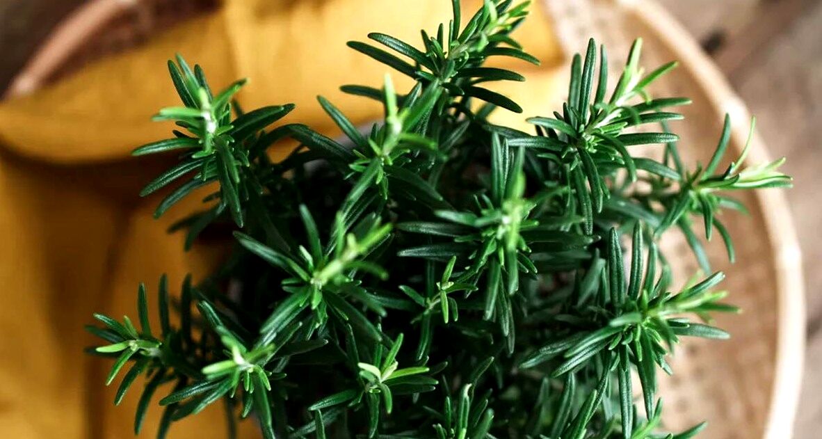 تسکین طبیعی دردهای مفصلی با استفاده از رزماری