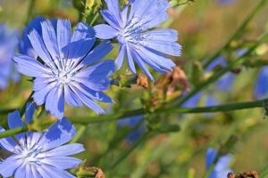 همه چیز درباره گیاه کاسنی و خواص باورنکردنی آن + طبع و شیوه مصرف