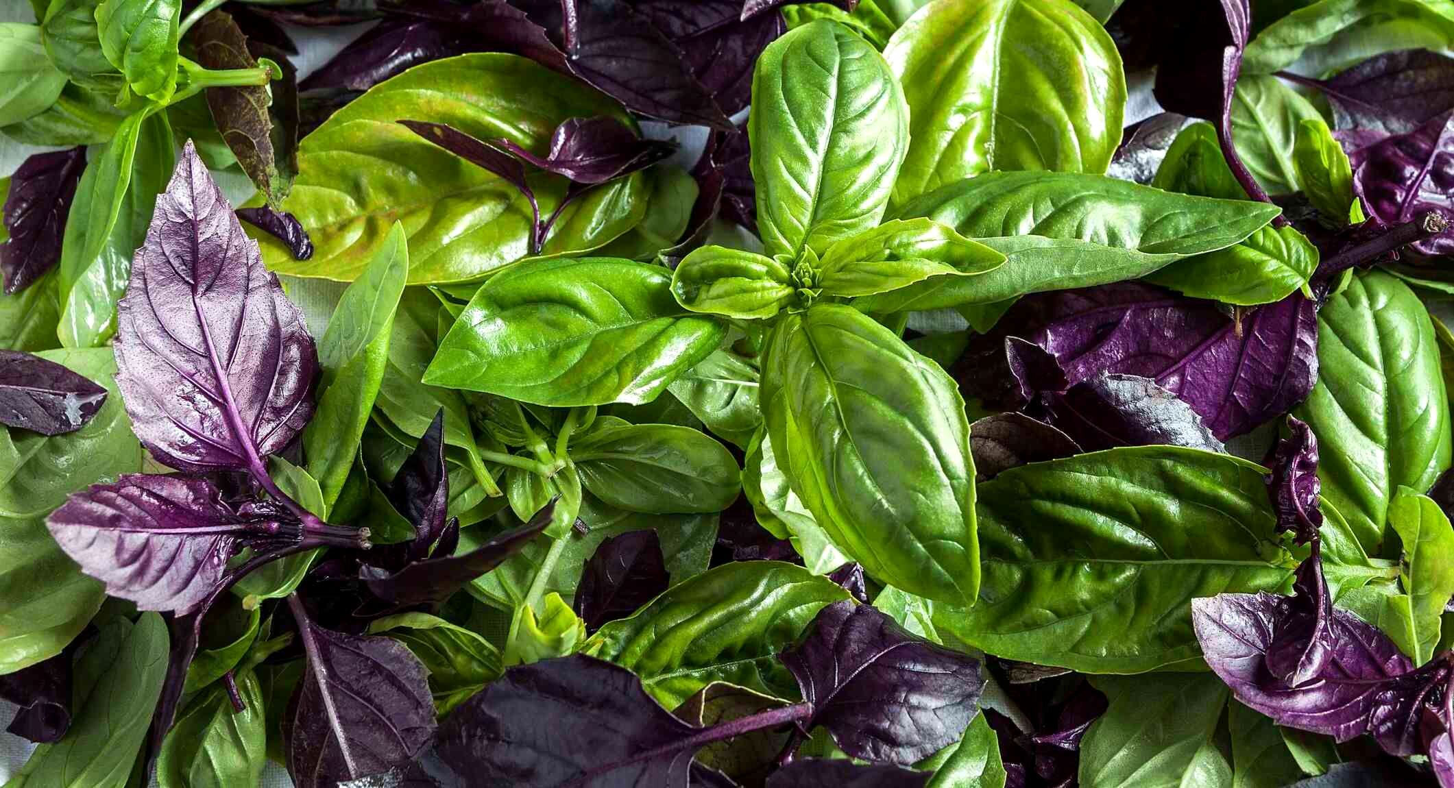 ریحان در بارداری چه خواص و مضراتی دارد؟