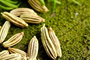 برای از بین بردن نفخ شکم، رازیانه بخور | بهترین زمان مصرف رازیانه 